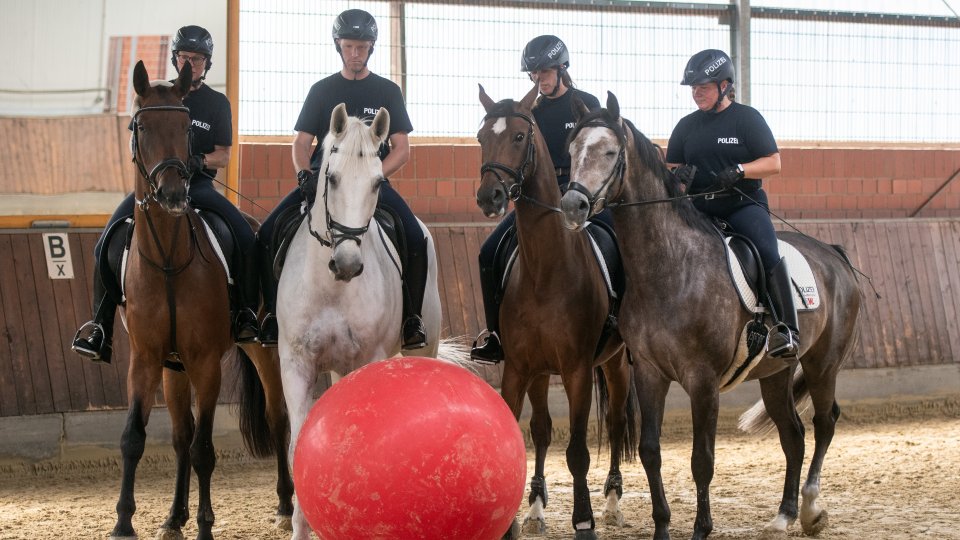 4 Pferde der Landesreiterstaffel NRW bei einer Übung mit einem roten Ball